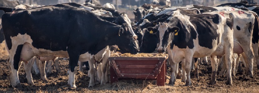 Feeding postpartum cows successfully - All About Feed