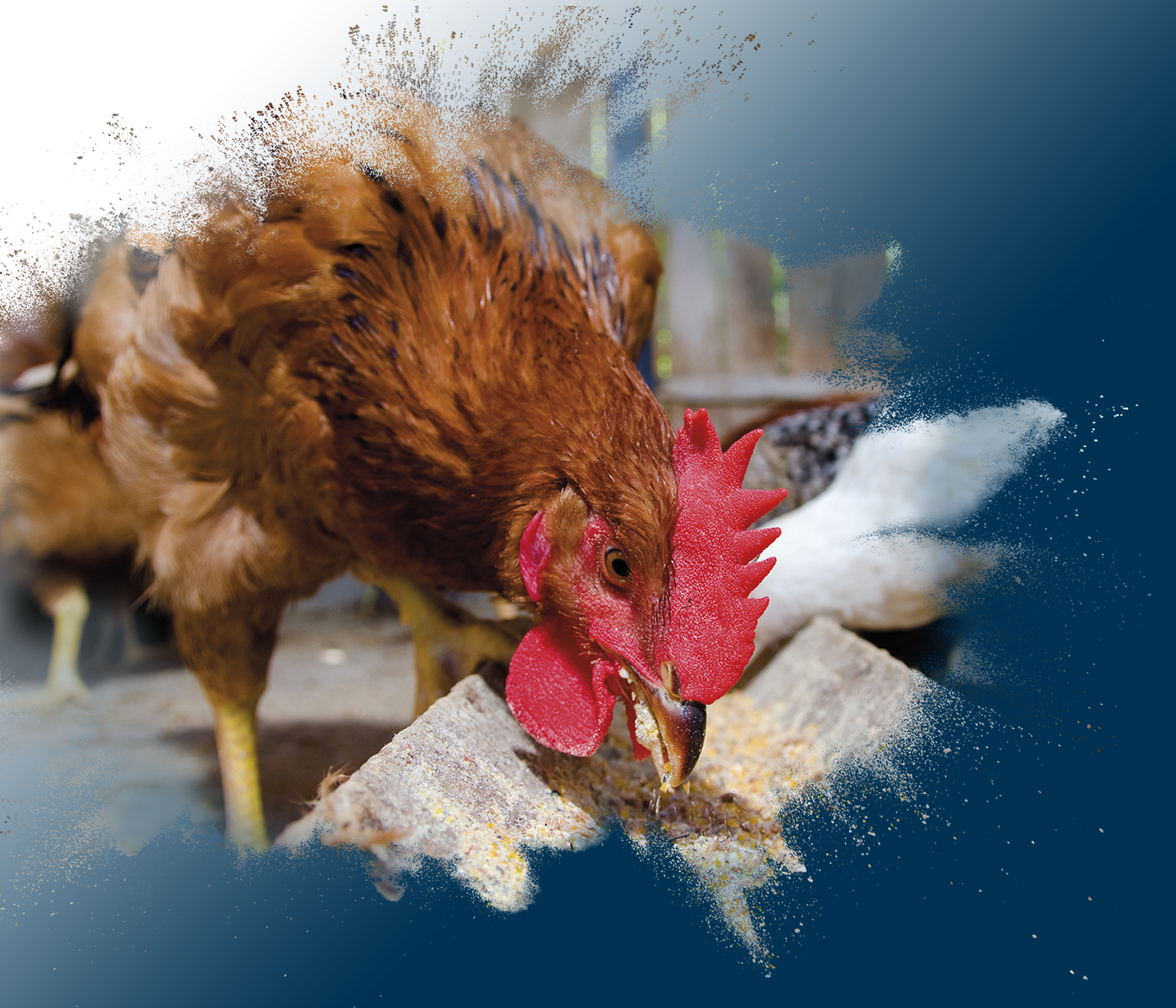 Pontos críticos na nutrição de galinhas poedeiras