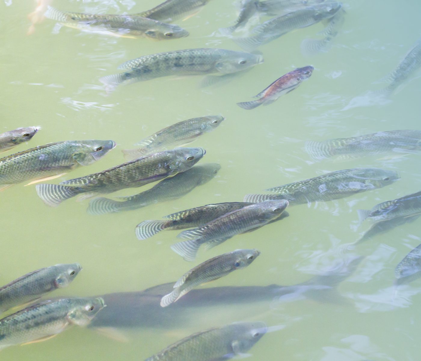 Os peixes de água doce podem ser fonte de ômega 3?