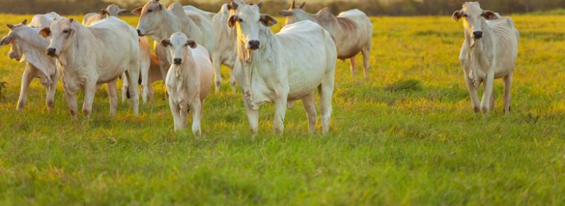 Narasin, salinomycin, flavomycin supplementation in Nellore cattle