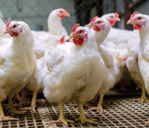 Relação entre aditivos alimentares e perfil de ácidos graxos no frango