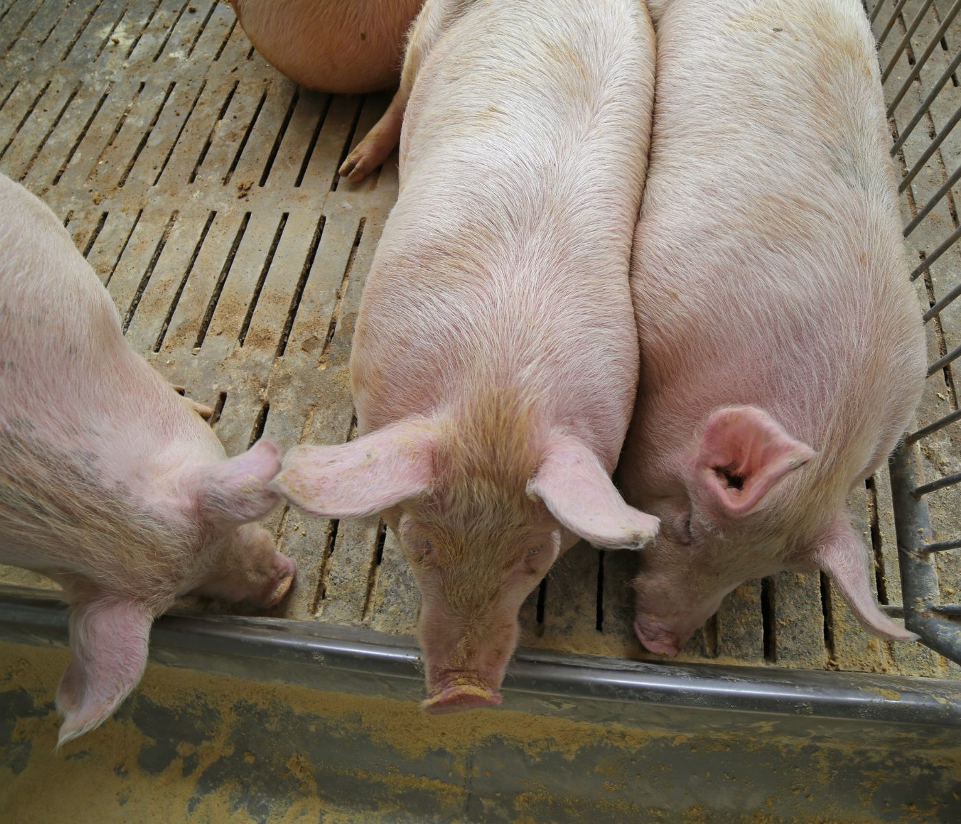 Flavored feed used in sows increases production yields