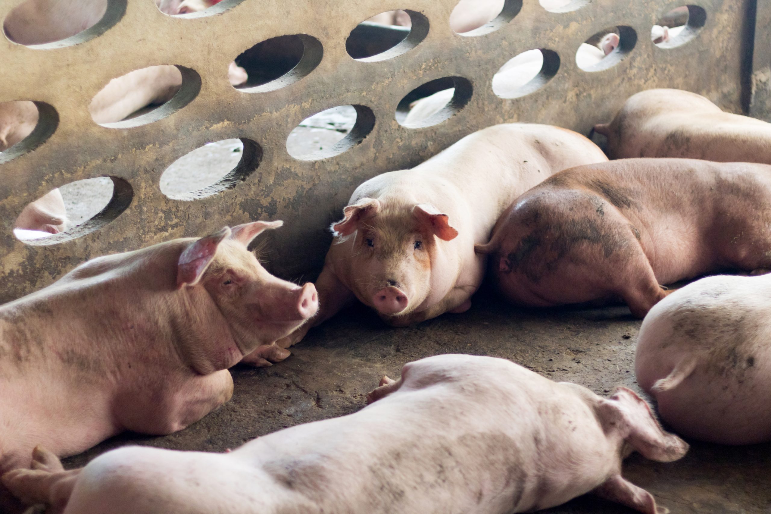 Estrategias de manejo y alimentación para obtener mejoras en cerdos de engorde