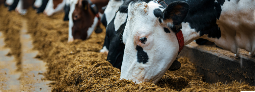 Comportamiento Alimentario en vacas lecheras. Parte I