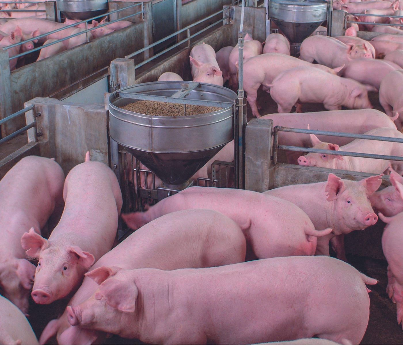 Reducir el impacto ambiental de las explotaciones porcinas