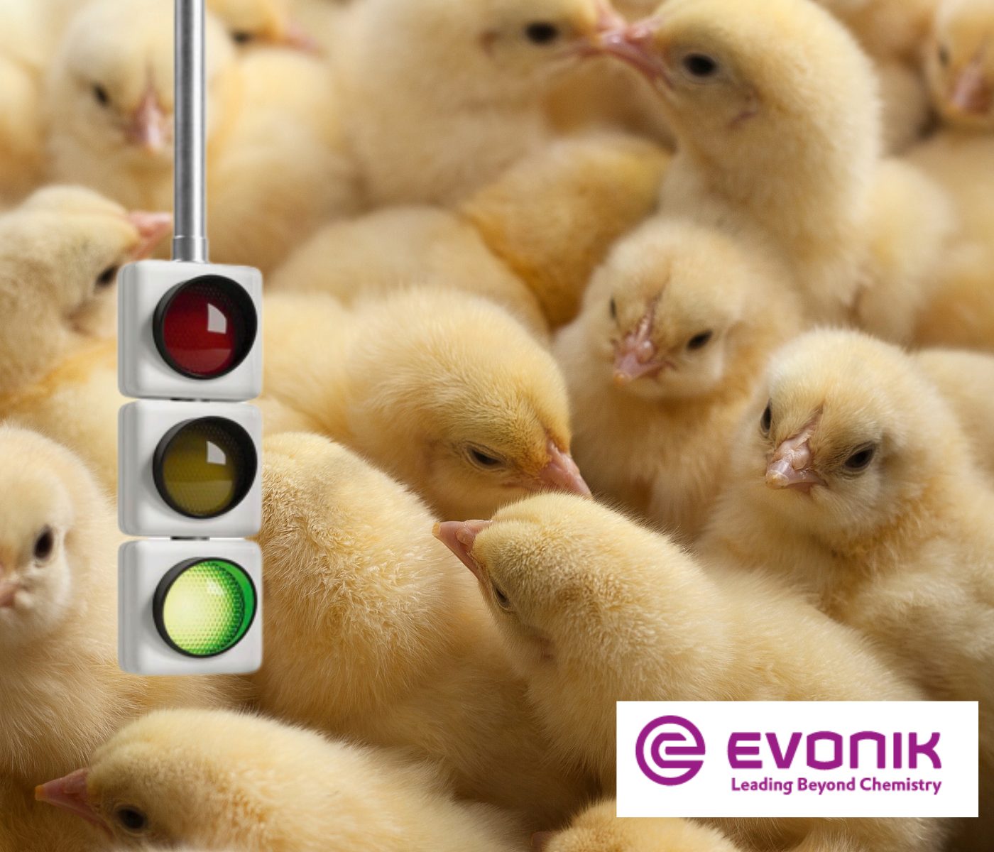 Evonik presenta ScreenFloX®: Control digital para la salud pollos de...