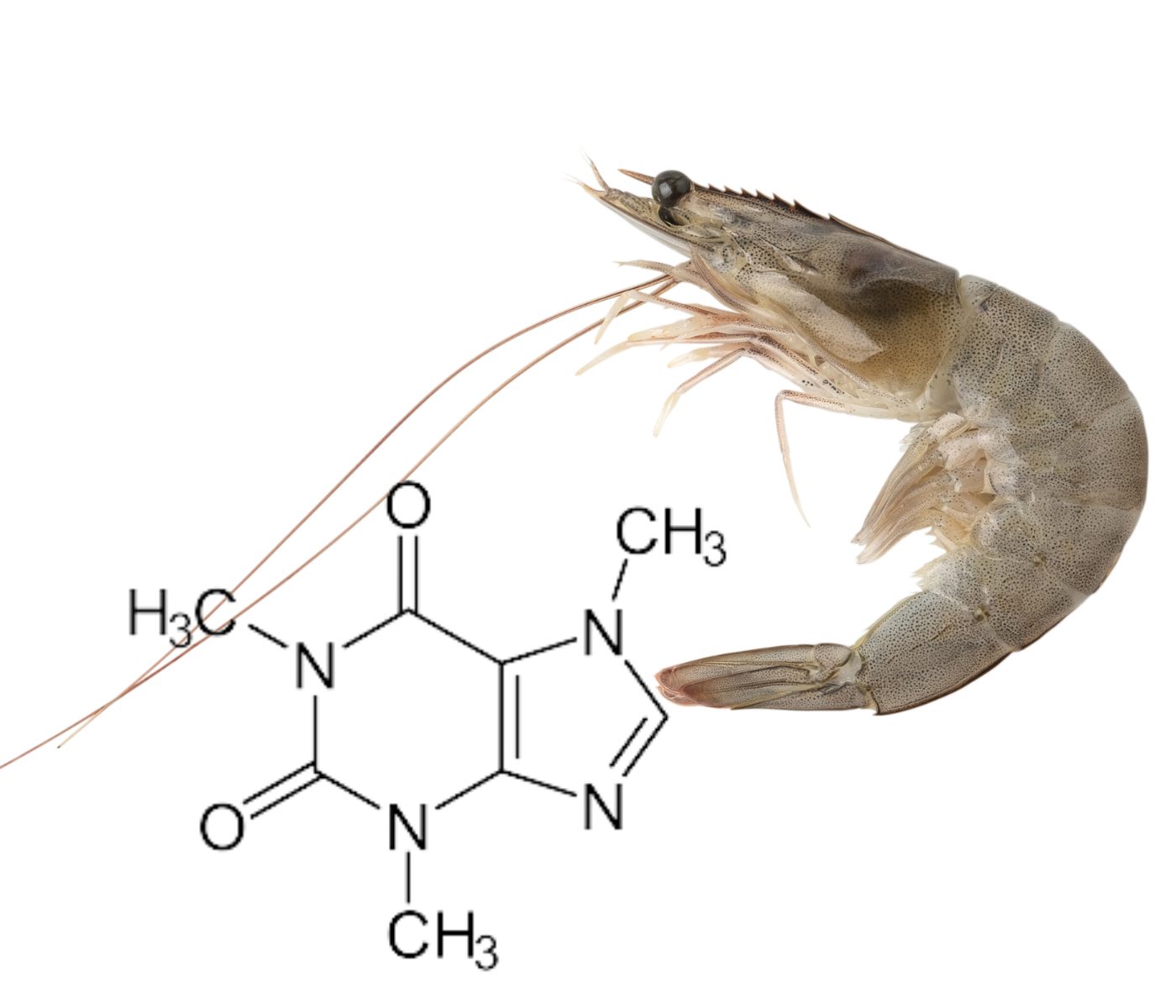 Isoquinoline alkaloids from poppy. A promising additive for white shrimp