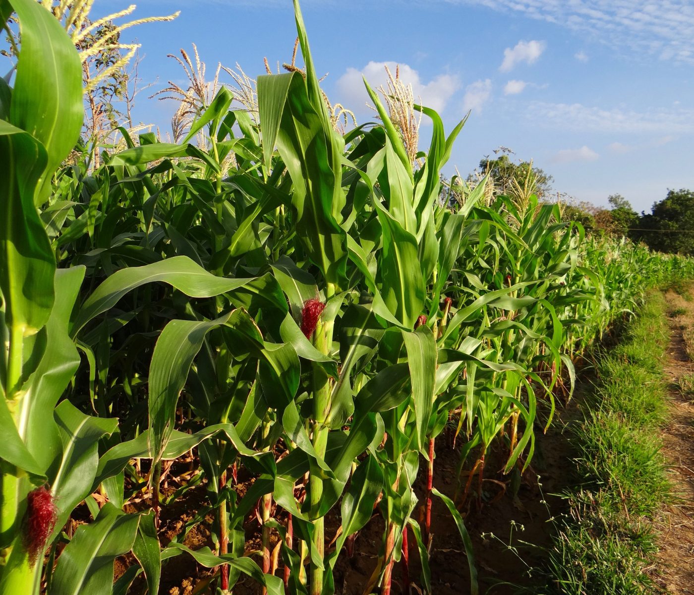 CTNBio aprova uso comercial de milho transgênico resistente a lagartas