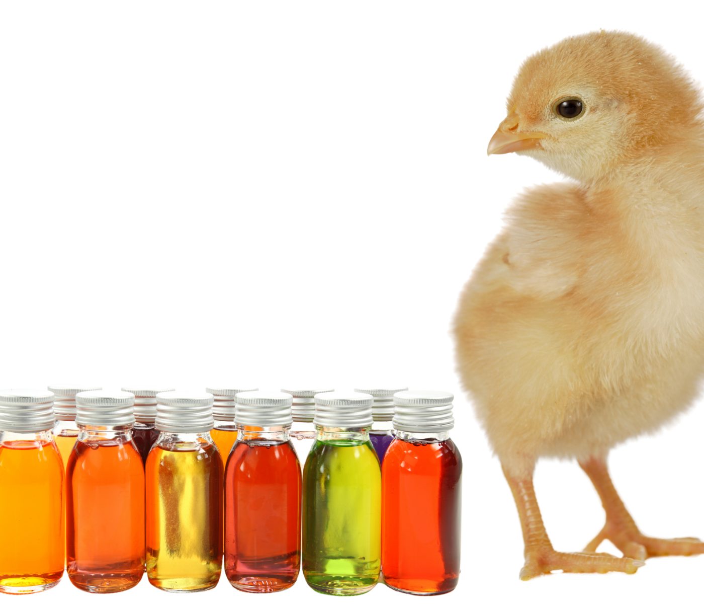 Essential Oil Nanoemulsions: Use in growing broilers