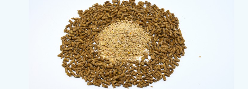 Feed formulation: Raw materials for poultry and pig diets