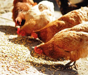 Nutrición en pollos de crecimiento lento