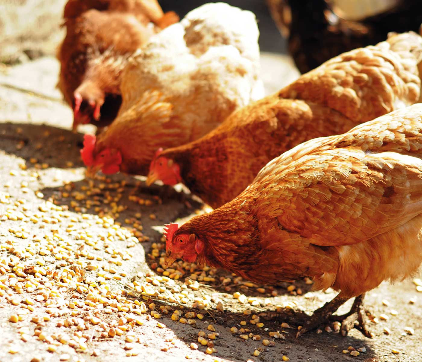 Nutrición en pollos de crecimiento diferenciado e inclusión de Carotenos