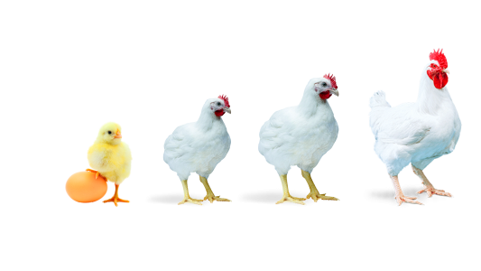 pollo-evolucion