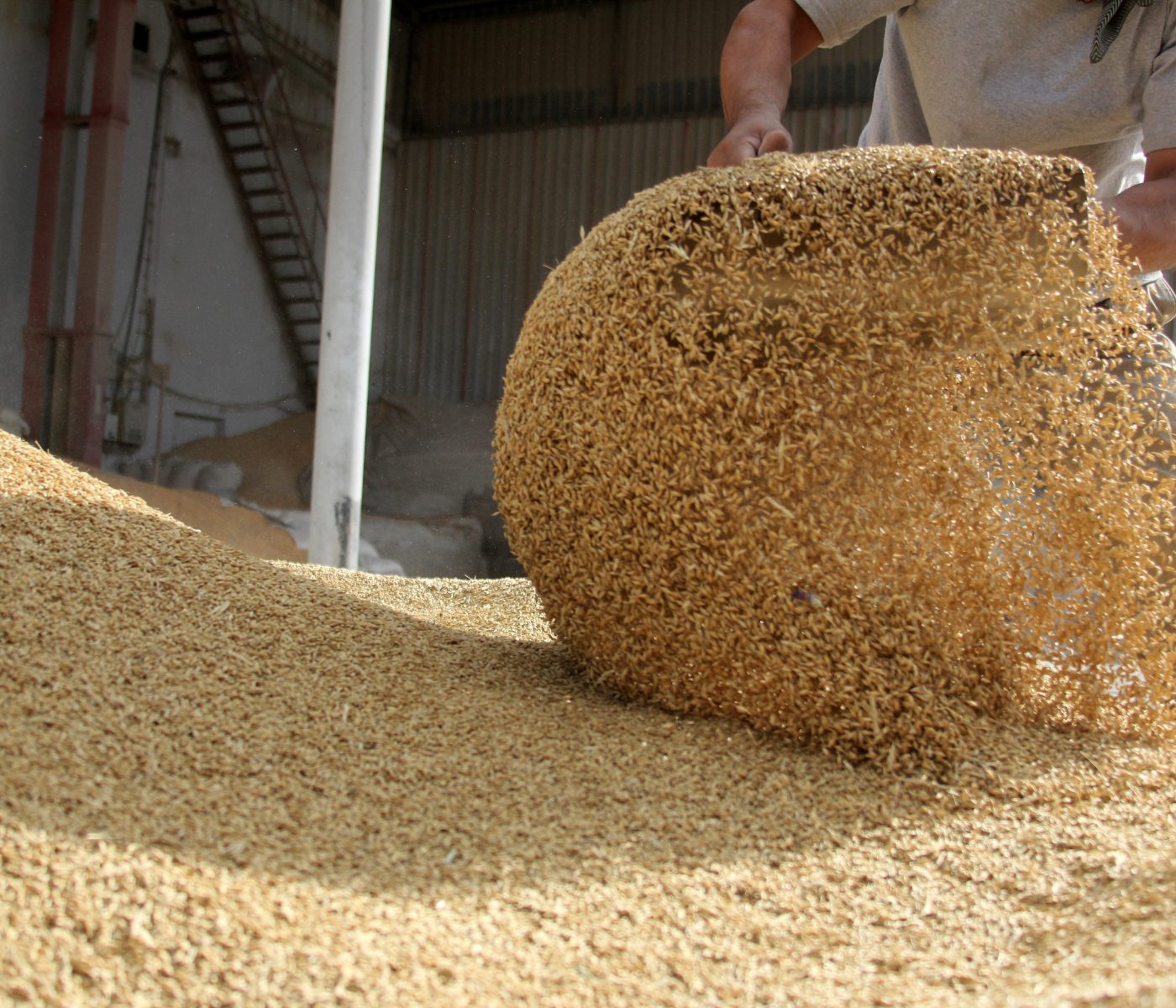 Poultry, aquaculture anchor Philippine feed demand