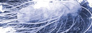 Biotech Vac® Salmonella, una herramienta única