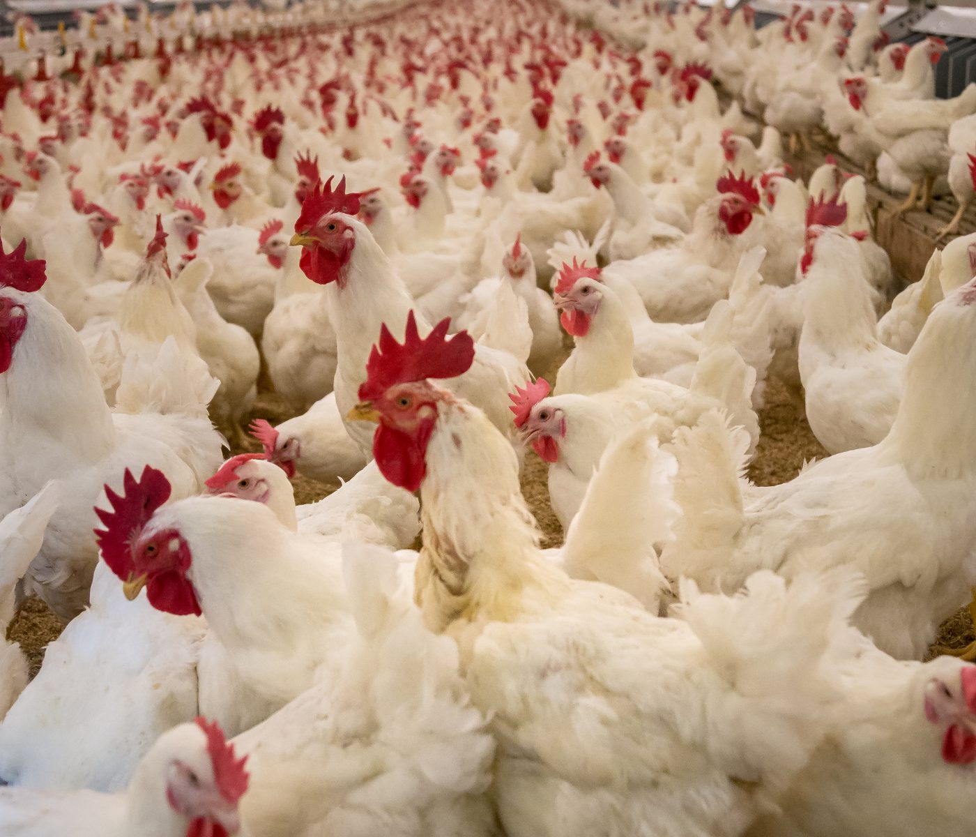 Yes leva suas soluções biotecnológicas ao Simpósio Goiano de Avicultura