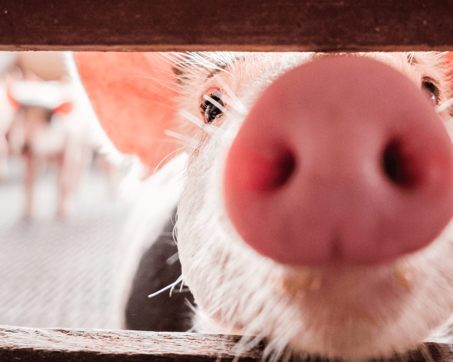 Novas plantas brasileiras de carne suína são habilitadas no Canadá