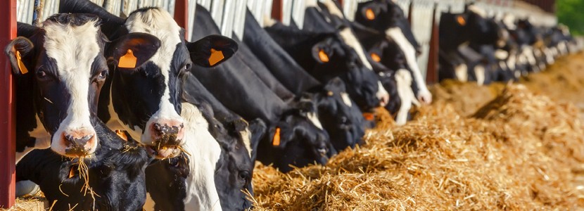 Comportamiento alimentario en vacas lecheras. Tercera parte