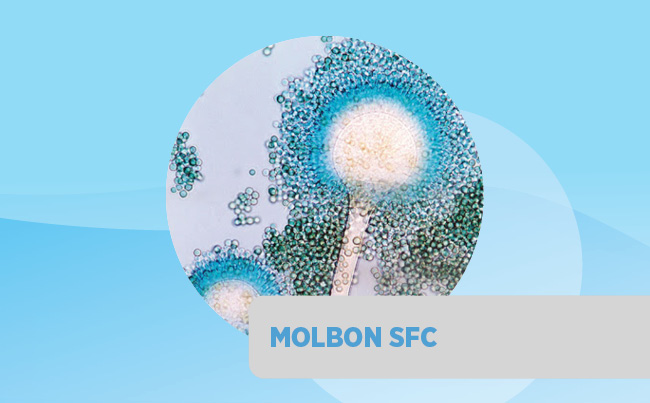 Molbon SFC
