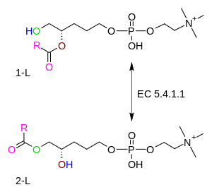 Lysolecithin