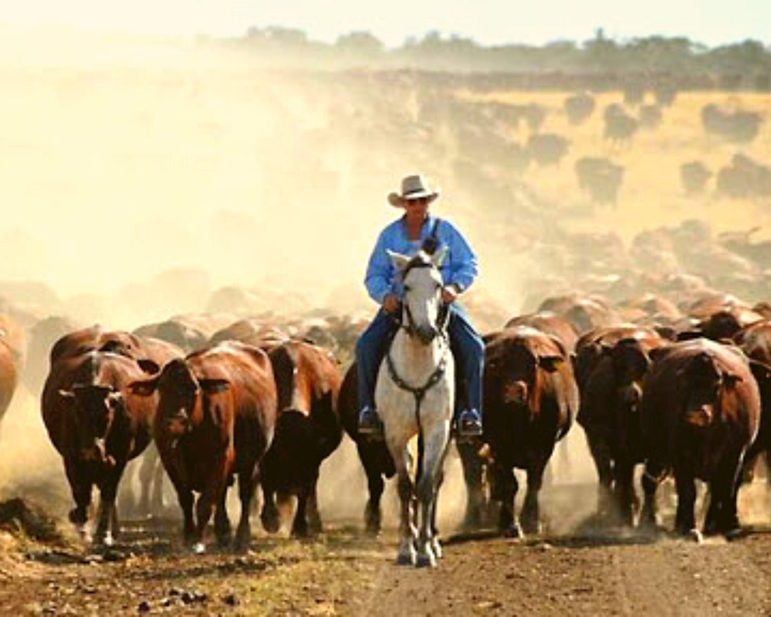 Febre aftosa em bovinos deixa Austrália em alerta