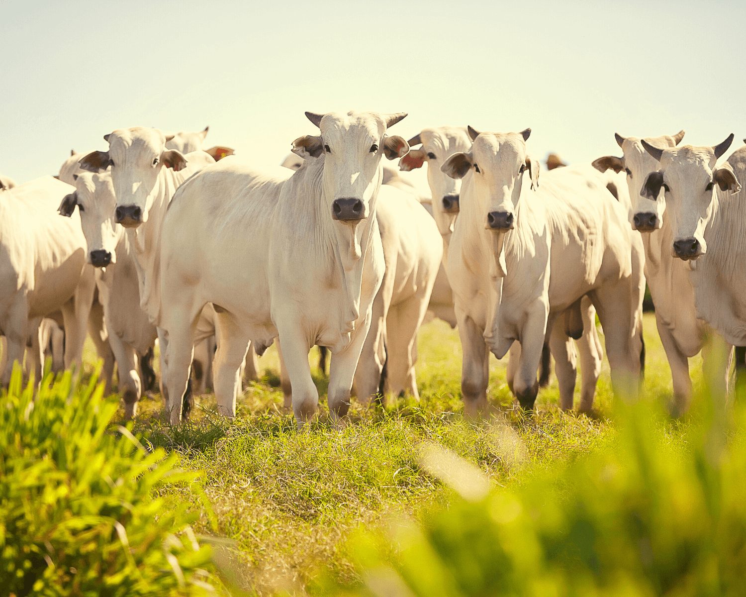 Start-up seeks to create an additive to reduce livestock methane emissions