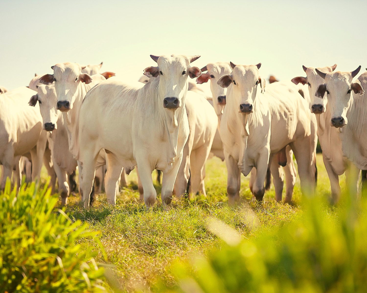 Metano na pecuária: estamos preparados para a pecuária sustentável?