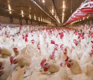 Preview: 10th Revised Edition of The Nutrient Requirements of Poultry (2024)