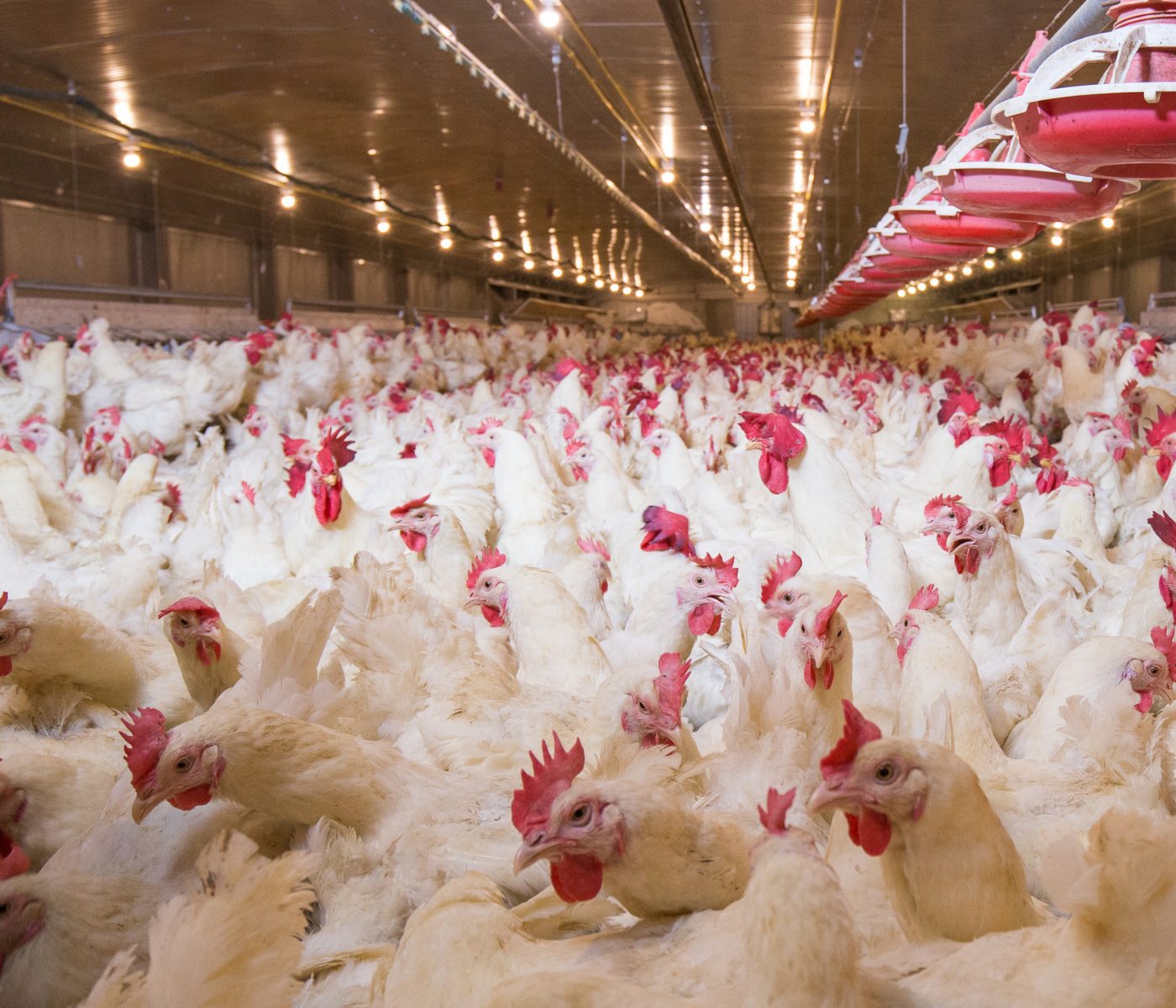 Relação de troca por farelo de soja aumenta para avicultores