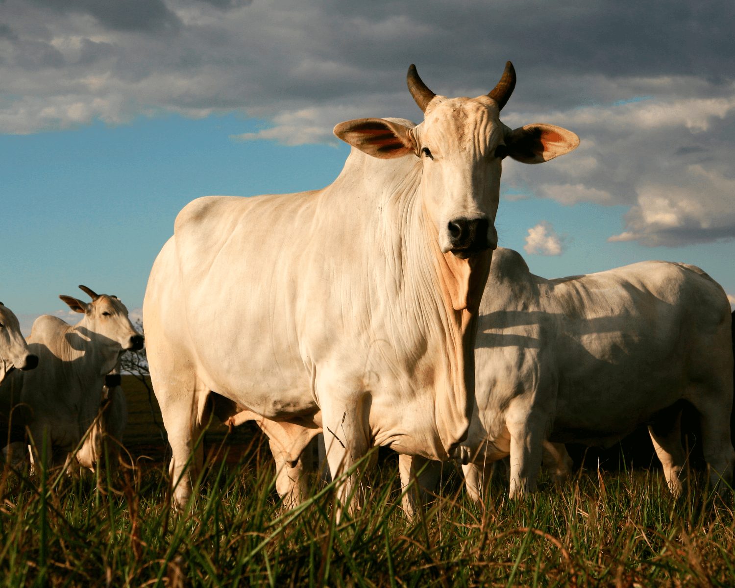 Exportação de carne bovina deve superar US$ 1 bilhão em agosto