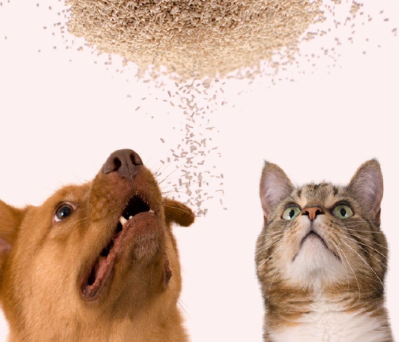 Levedura: ingrediente de altíssima palatabilidade e valor biológico para pets