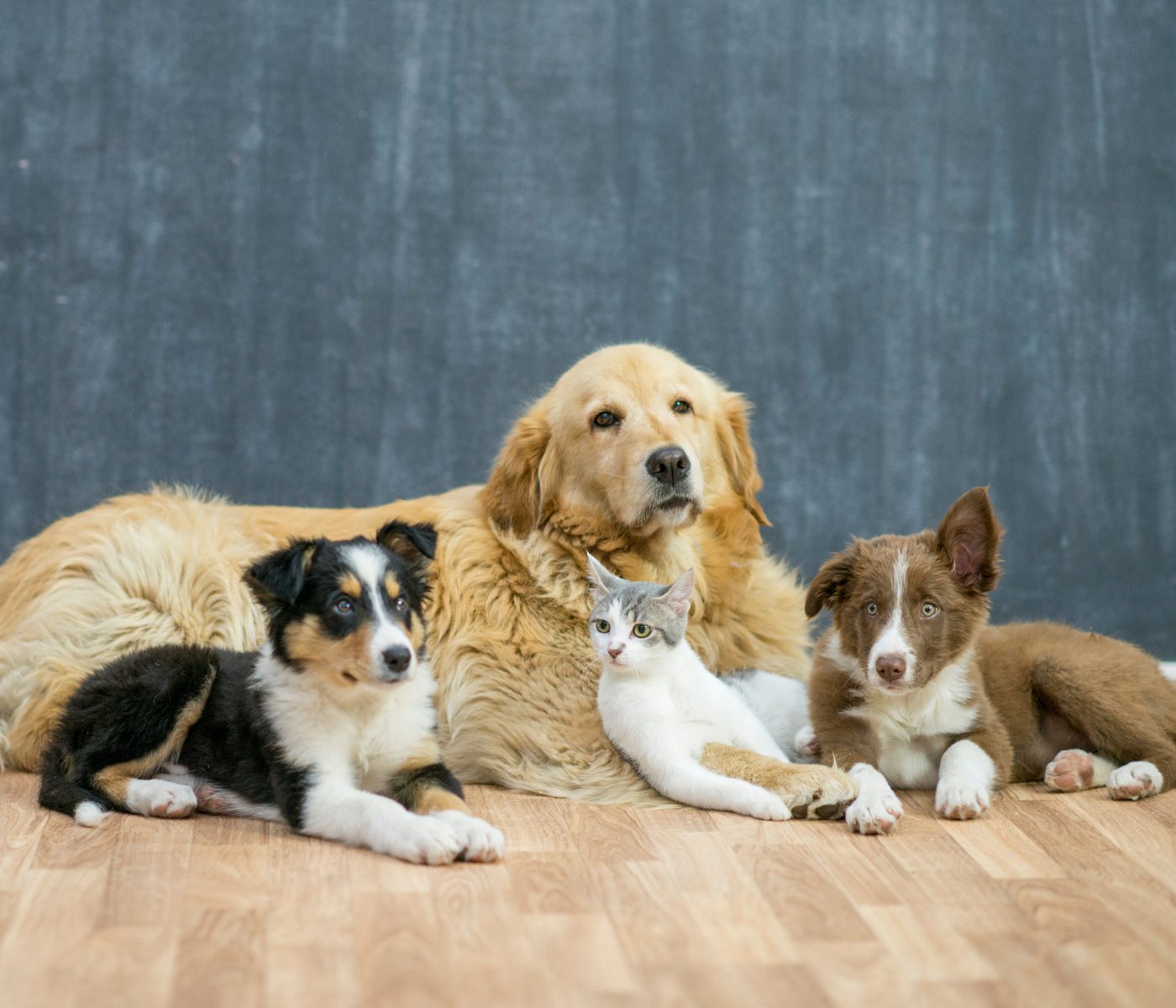 Pets