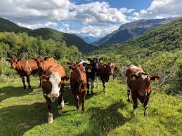 High-digestible silages