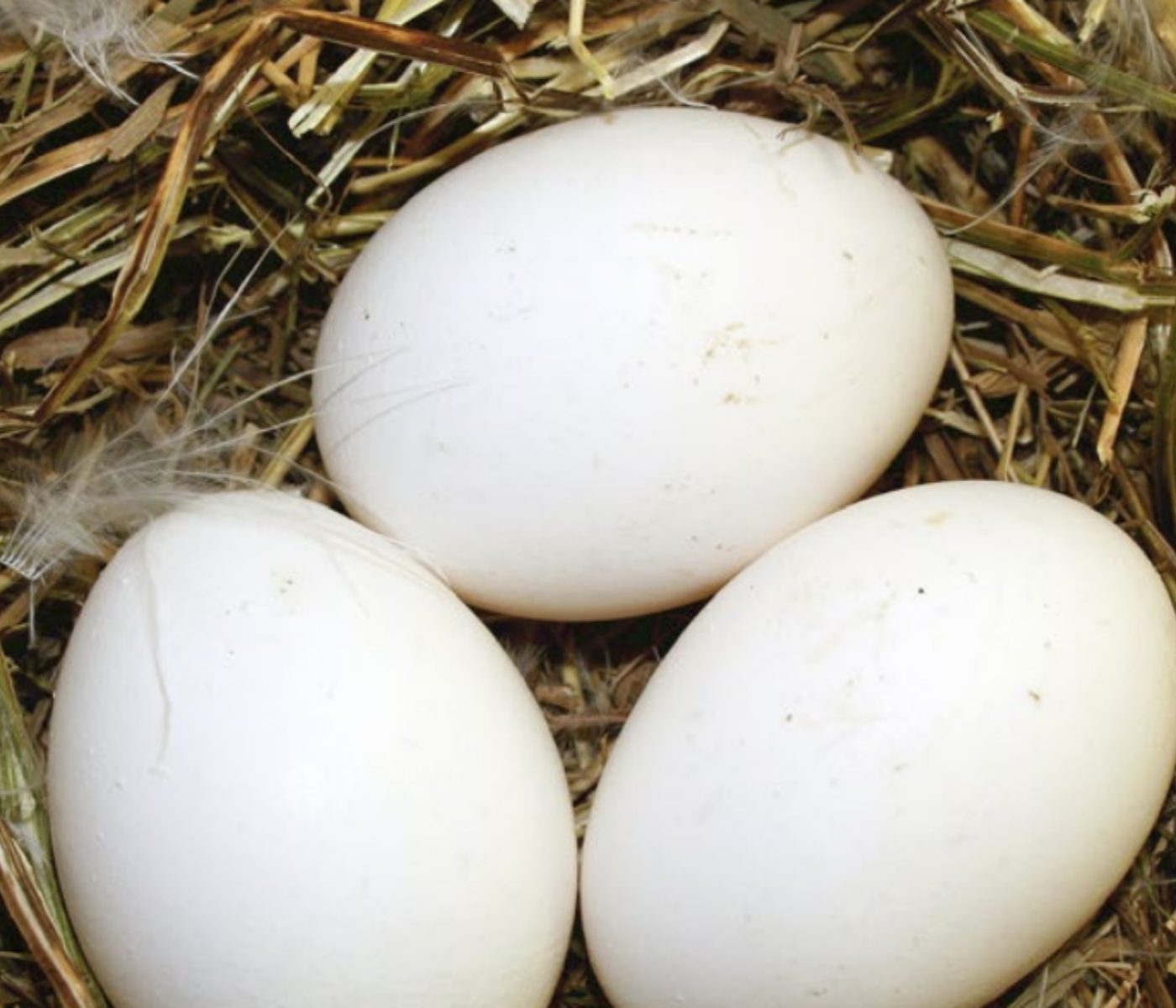 Desempenho e sujidade de ovo de poedeiras suplementadas com probióticos