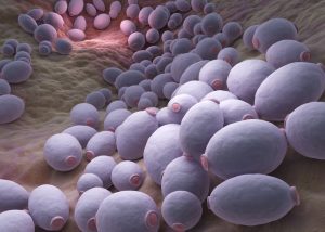 Control de la infección intestinal por salmonella enteritidis en pollos