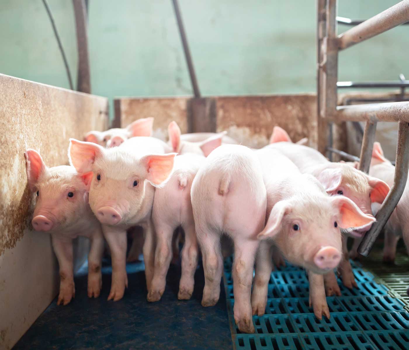 Valor nutricional de alimentos ensilados para cerdos en producción ecológica