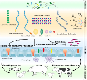 Postbiotics