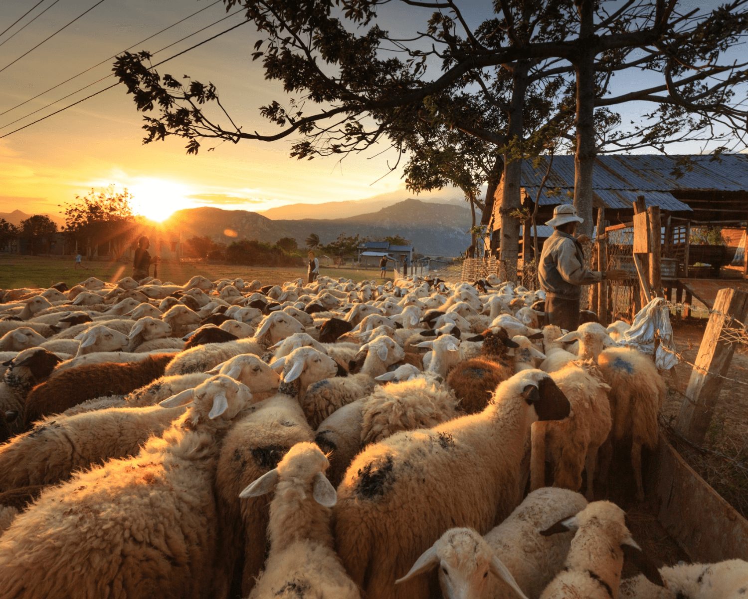 Carne ovina brasileira: oportunidade de mercado com os países árabes