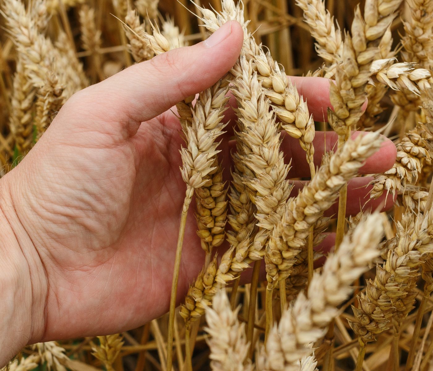 Nova projeção para São Paulo aponta produção de 300 mil toneladas de trigo