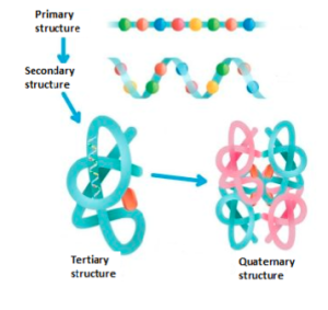 protein hydrolysates