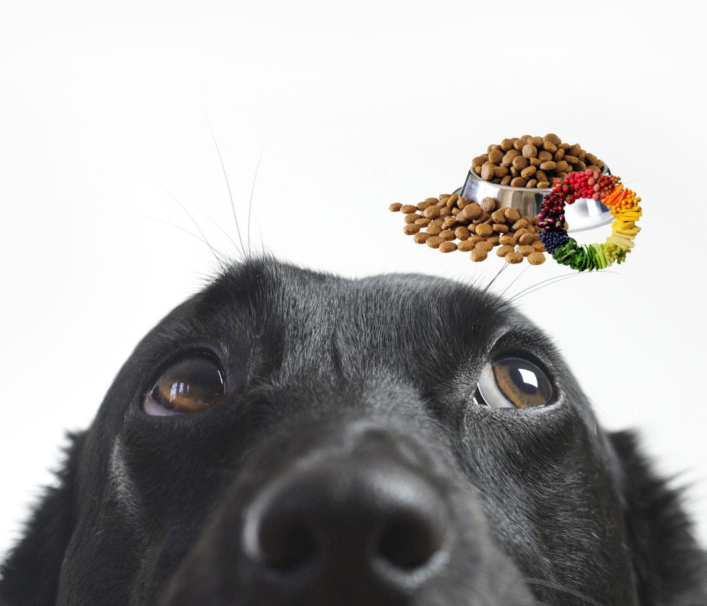 Nutrición en caninos: ingredientes vegetales y fitonutrientes