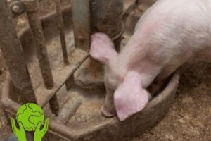 Cerdos y Sostenibilidad