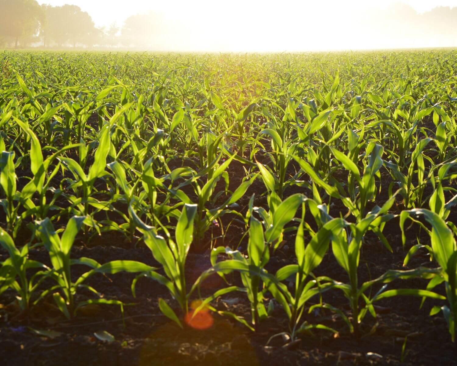 Produtores acreditam no aumento da demanda de milho