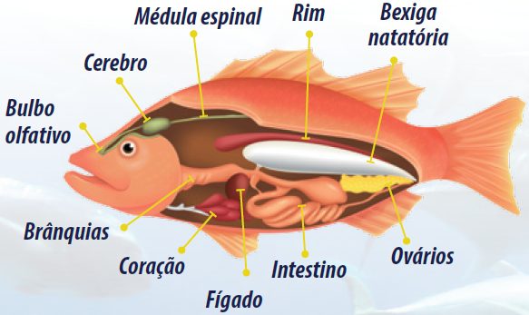 anatomia-basica-peixes