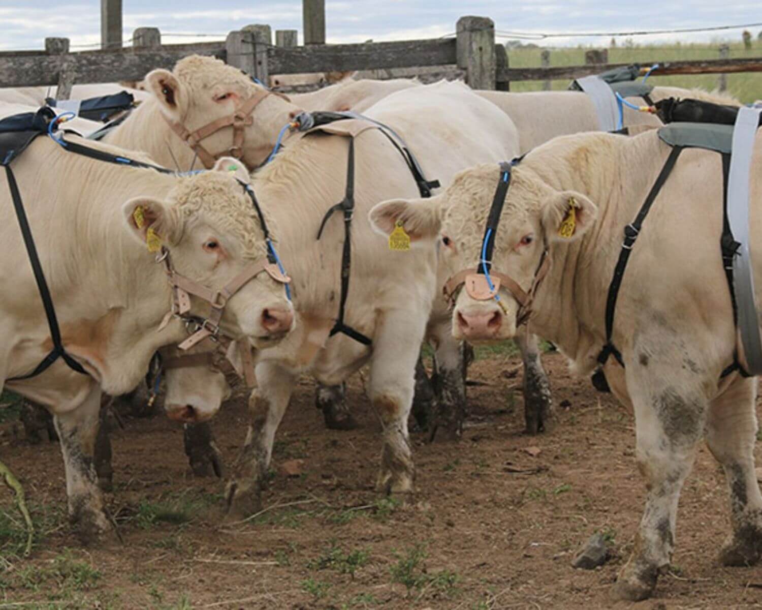 Nova metodologia mede emissão de metano em bovinos
