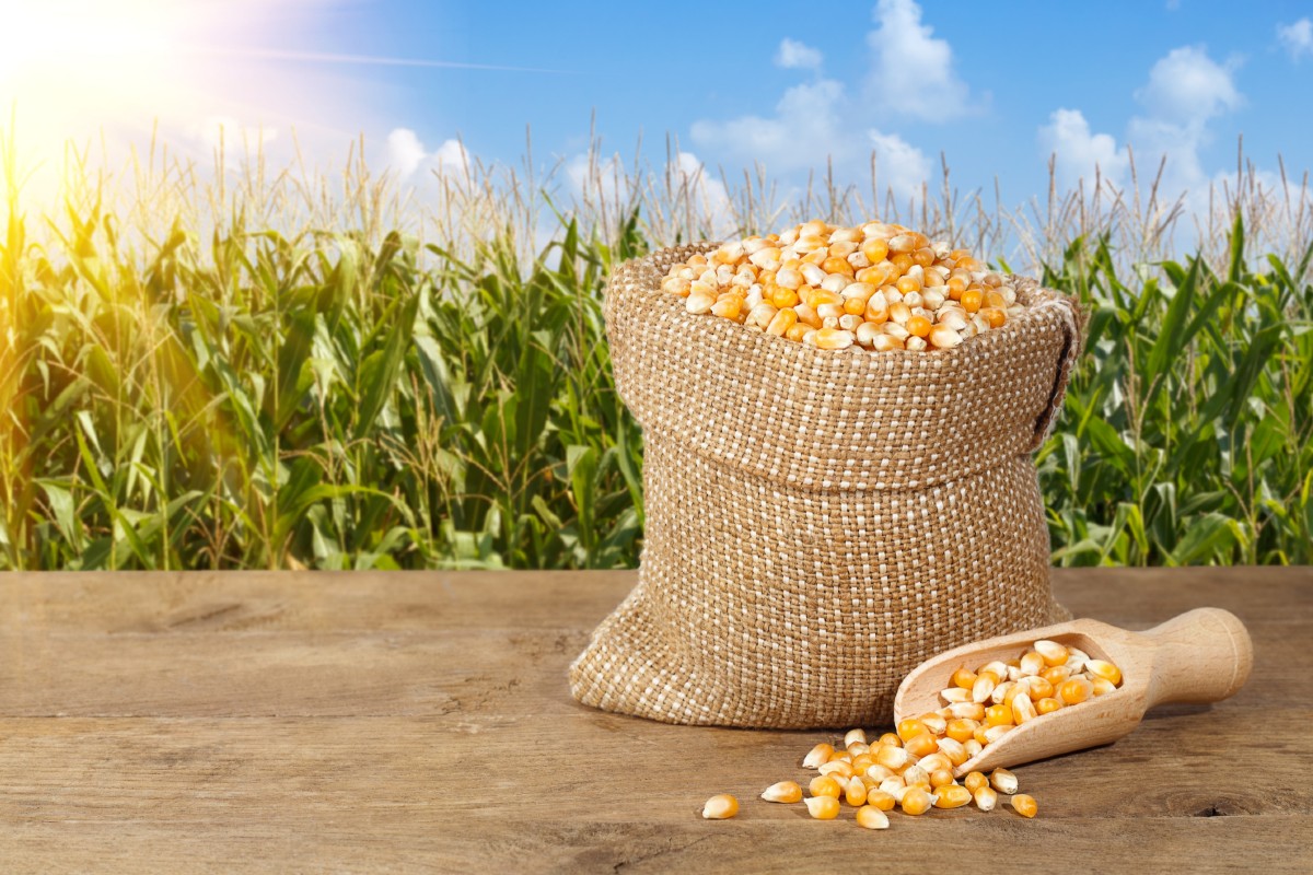 Corn production in the USA will be lower than expected