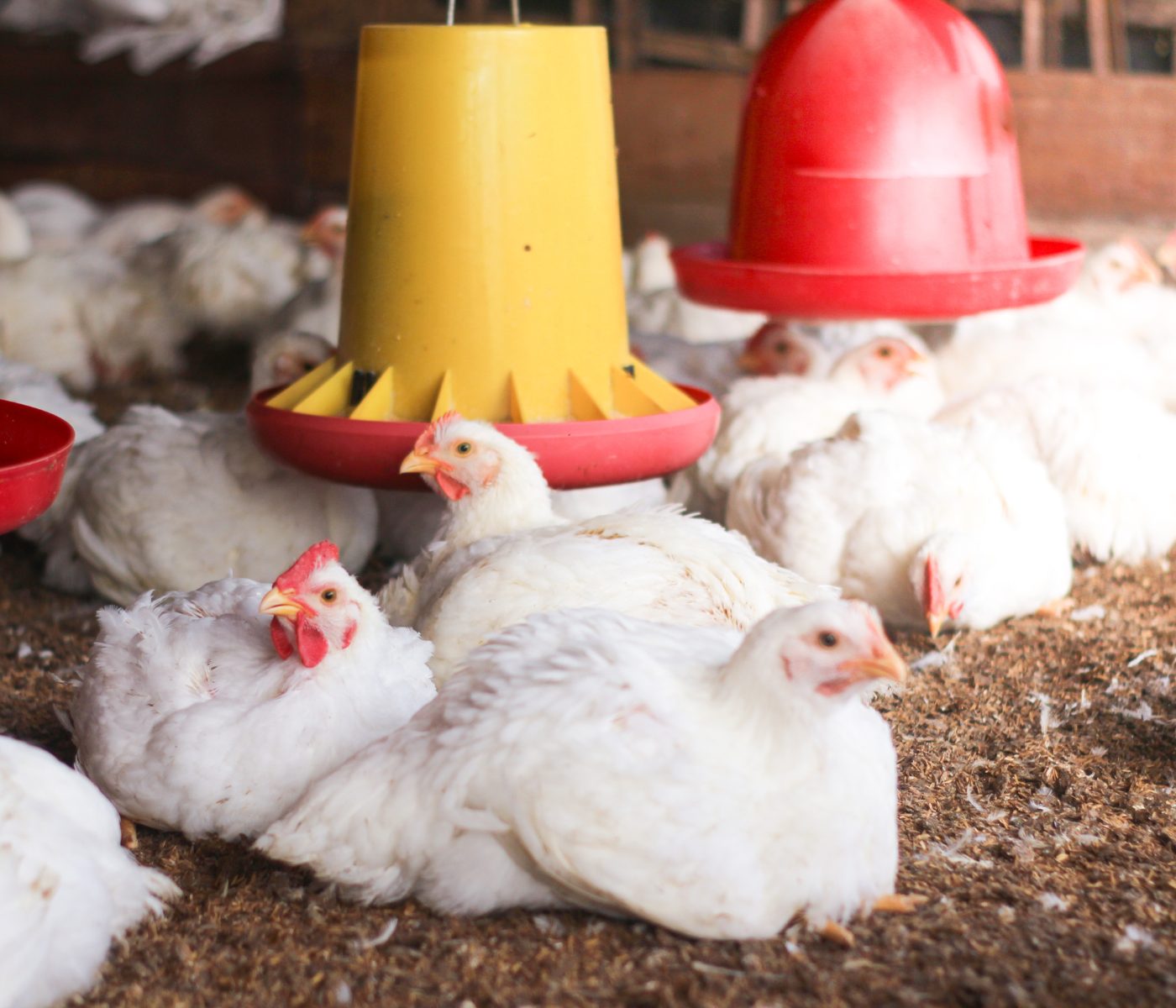 Fazenda substitui antibióticos por cannabis em dietas para frangos de corte