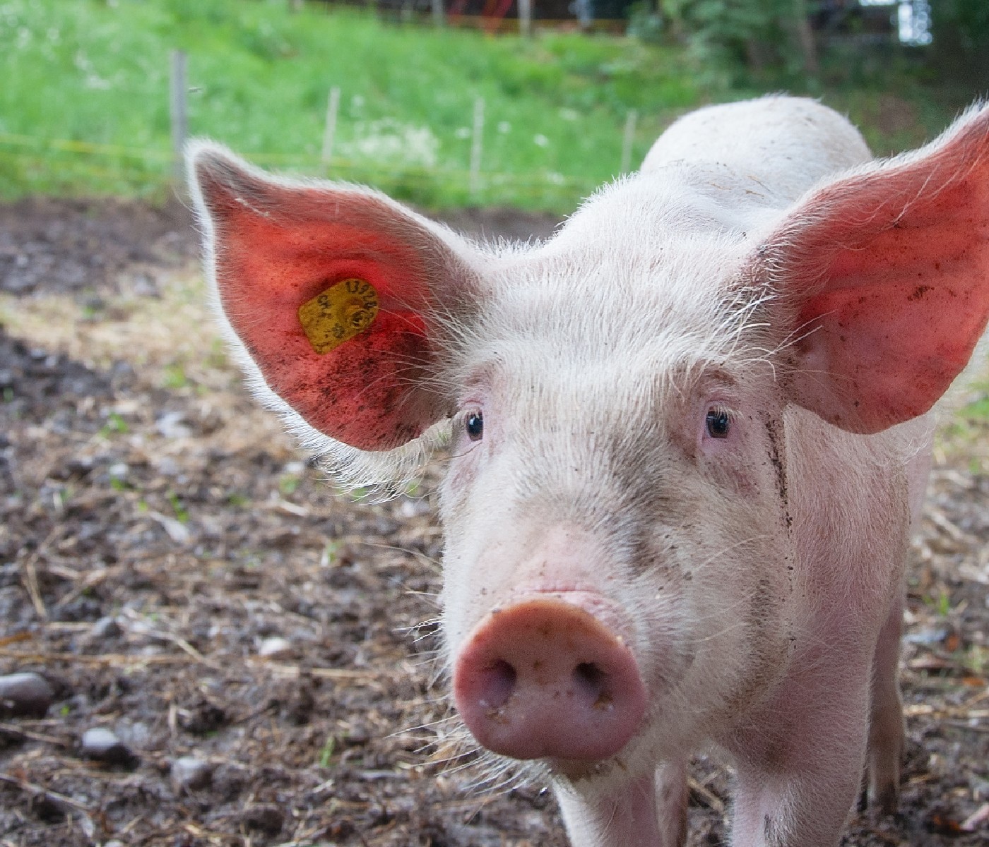 Estrategias de alimentación y mejora en el rendimiento productivo en porcinos