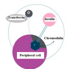 chromium