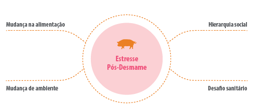 estresse-pos-desmame-leitoes